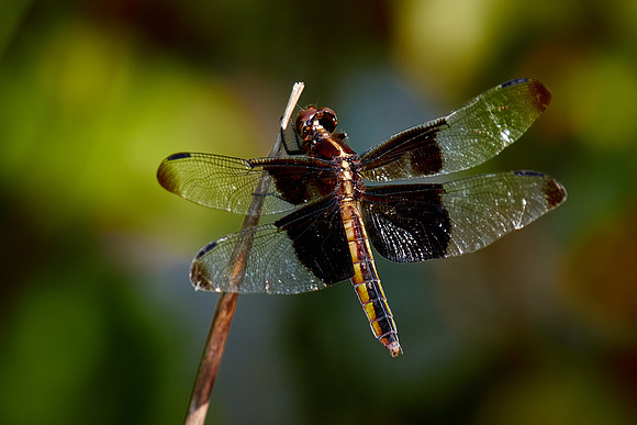 Dragonfly, Sun City Carolina Lakes, SC