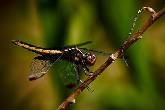 Dragonfly, Sun City Carolina Lakes, SC