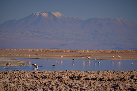 Laguna Chaxa, Salar de Atacama salt flats, San Pedro de Atacama, Chile (flamingo breeding site)