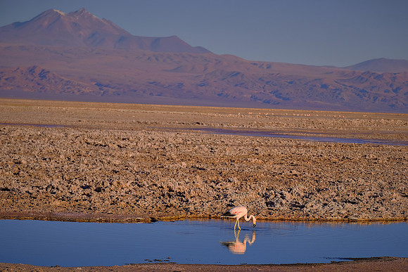 Laguna Chaxa, Salar de Atacama salt flats, San Pedro de Atacama, Chile (flamingo breeding site)