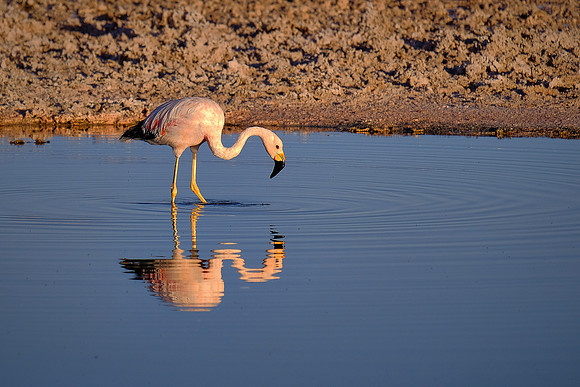 Laguna Chaxa, Salar de Atacama salt flats, San Pedro de Atacama, Chile (flamingo breeding site)