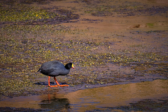 Giant Coot in altiplano wetlands, northern Chile