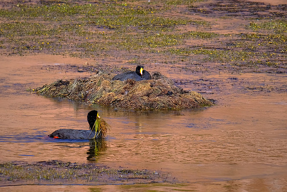 Giant Coot nesting pair in altiplano wetlands, northern Chile