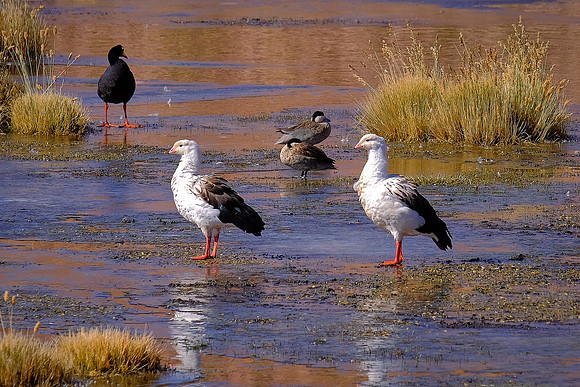 Birds of altiplano wetlands, northern Chile