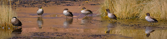 Birds of altiplano wetlands, northern Chile