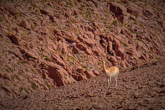 Young llama near altiplano wetlands, northern Chile