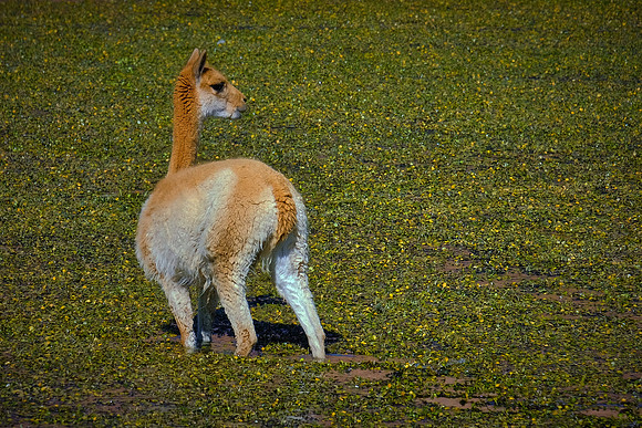 Young llama in altiplano wetlands, northern Chile