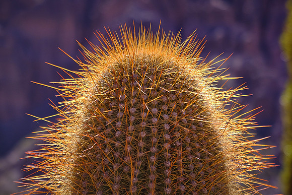 Cactus of Purmamarca, Argentina