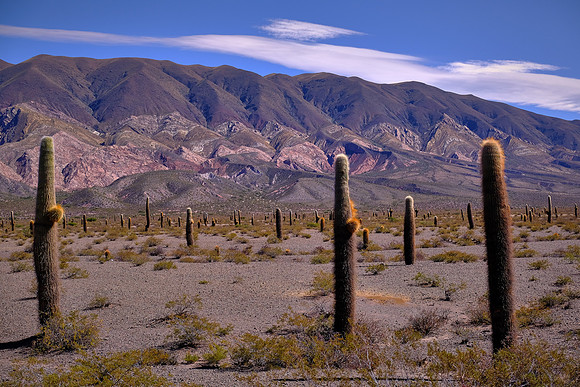 Los Cardones National Park on the road to Cachi, Argentina