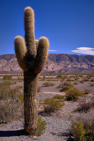 Los Cardones National Park on the road to Cachi, Argentina