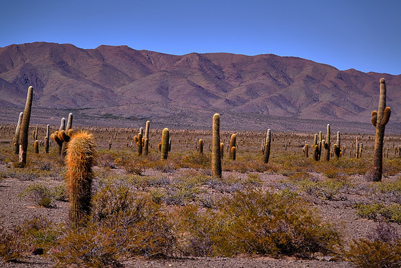 Los Cardones National Park on the road to Cachi, Argentina