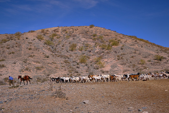 Goat gaucho on National Route 40 to Cafayate, Argentina