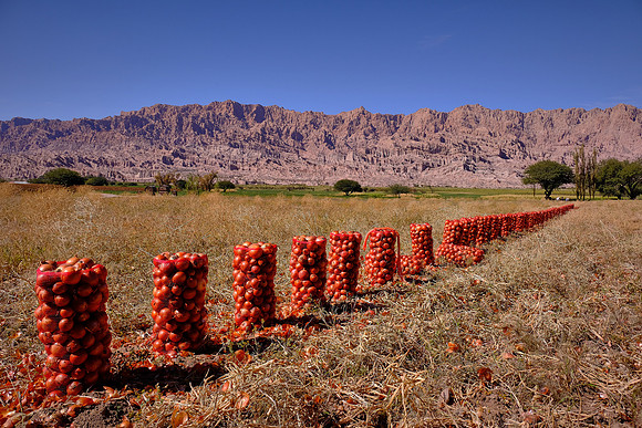 Onion harvest on National Route 40 to Cafayate, Argentina