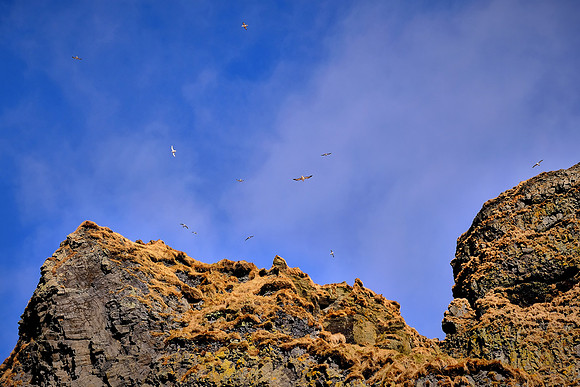 Dyrholaey, south central coast near Vik, Iceland