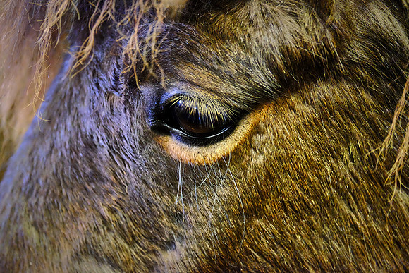 Indiginous Icelandic horse. Ancestors of the Icelandic horse were probably brought to Iceland by Viking Age Scandinavians between 860 and 935 AD.