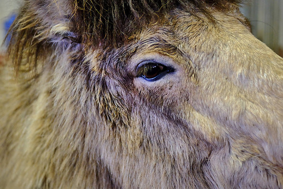 Indiginous Icelandic horse. Ancestors of the Icelandic horse were probably brought to Iceland by Viking Age Scandinavians between 860 and 935 AD.
