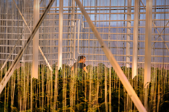 Flúða Sveppir, commercial vegetable and mushroom greenhouse, Fludir, Iceland