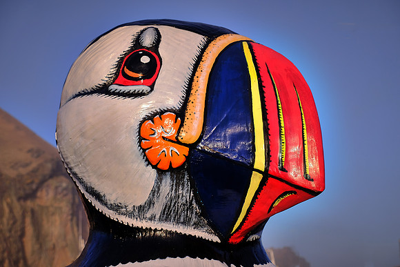 Icelandic puffin, Westman Islands, Iceland