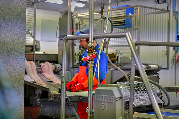Cod fish processing plant, Heimaey, Westman Islands, Iceland