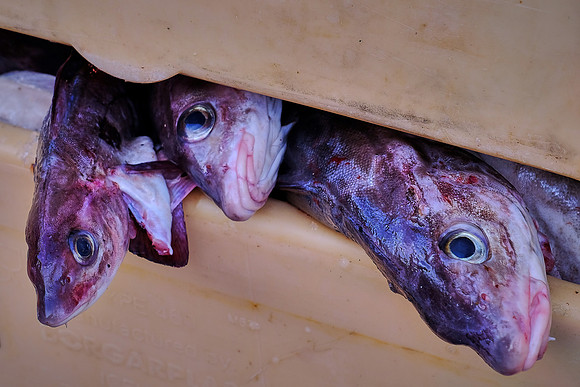 Cod fish processing plant, Heimaey, Westman Islands, Iceland