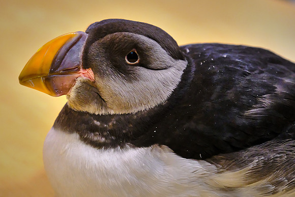 Toti, the local Heimaey pet puffin, Westman Islands, Iceland