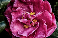 2013 Jan - Miscellaneous Flowers