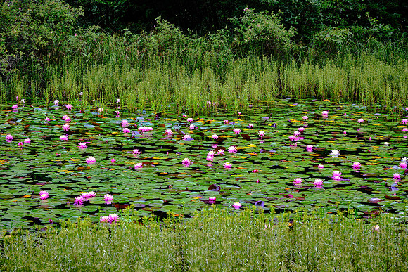 Ravenel Lake, Highlands Biological Station, Highlands, NC