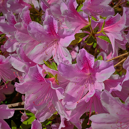 Spring flowers at the Pines, Davidson, NC