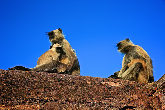 Ranthambhore Tiger Reserve