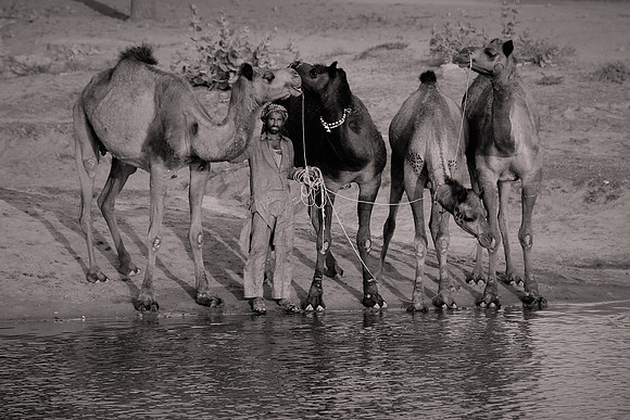 2014 February: Camel Auction, Nagaur, Rajasthan, India
