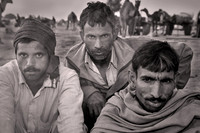 2014 Feb - Nagaur Camel Auction, India