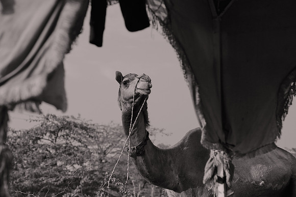 2014 February: Camel Auction, Nagaur, Rajasthan, India