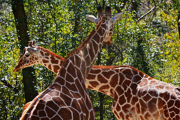 2014 March - Columbia SC Zoo