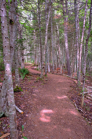 Lover's Lane from Anne of Green Gables fame, Cavendish, Prince Edward Island