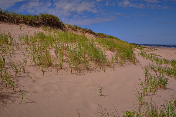 Dunes at Cavendish PEI National Park, Prince Edward Island