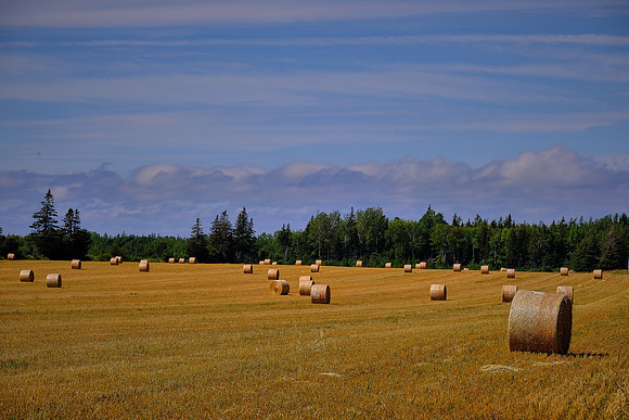 On the road to Seacow Head Lighthouse, Central Bedeque, Prince Edward Island