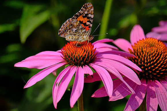 Gardens at The Preserve Company, New Glasgow, Prince Edward Island
