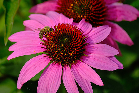 Gardens at The Preserve Company, New Glasgow, Prince Edward Island
