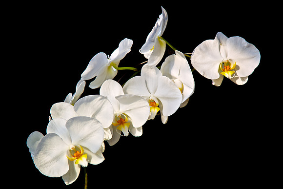 Andrea's and Brian's Orchid - 120510