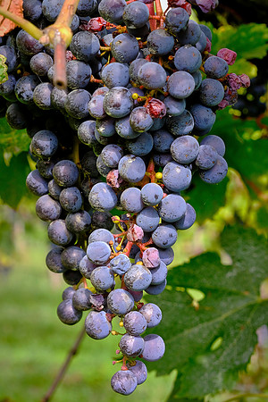 Franciacorta winery, Lake Iseo