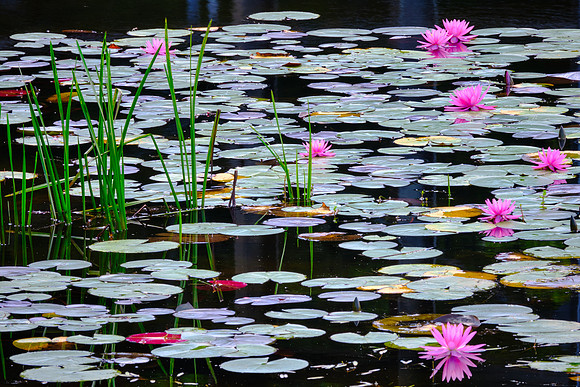 Ravenel Lake, Highlands Biological Station, Highlands, NC