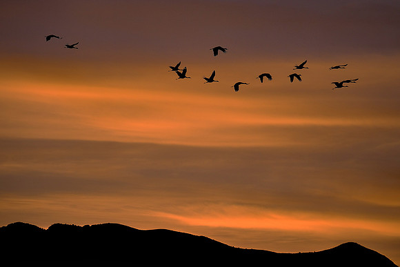 Sunset and Sandhill cranes over Bosque Del Apache National Wildlife Refuge, New Mexico