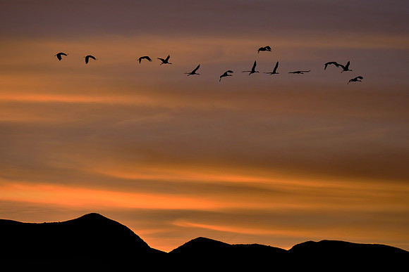 Sunset and Sandhill cranes over Bosque Del Apache National Wildlife Refuge, New Mexico