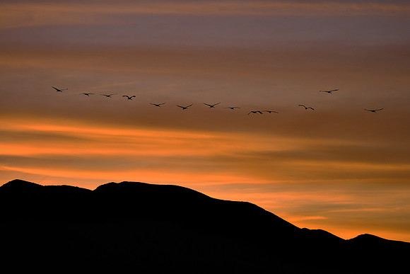 Sunset and Sandhill cranes over Bosque Del Apache National Wildlife Refuge, New Mexico