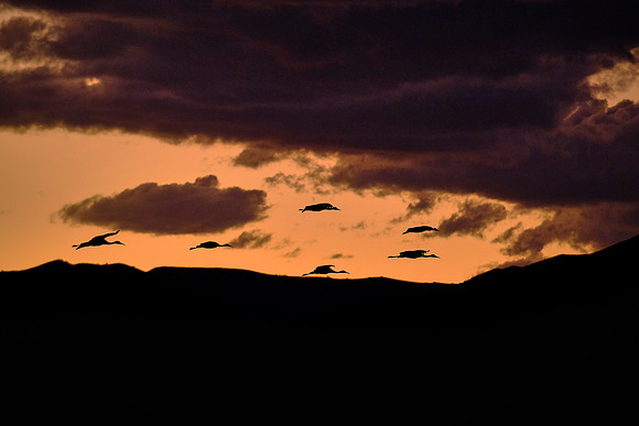 Sunset and Sandhill cranes over Bosque Del Apache National Wildlife Refuge, New Mexico
