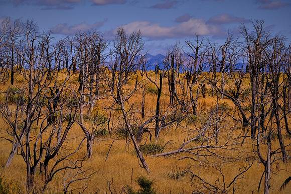 In 2000, lightning ignited a Pinyon/Juniper forest and burned over 19,000 acres: the largest fire since 1906.
