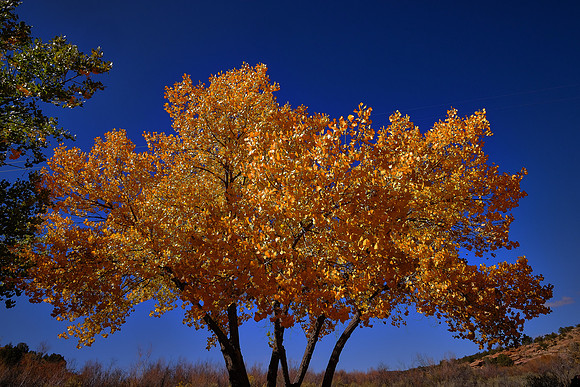 Fall cottonwood colors west of Cortez, Colorado