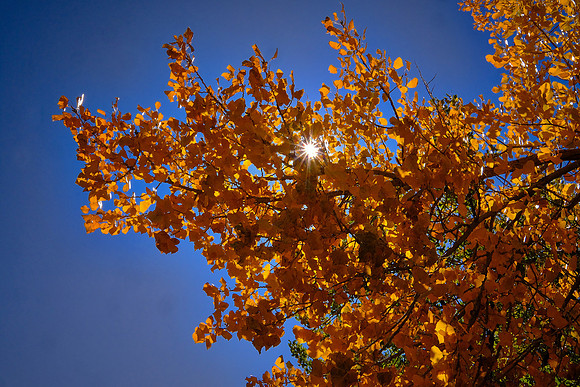Fall cottonwood colors west of Cortez, Colorado