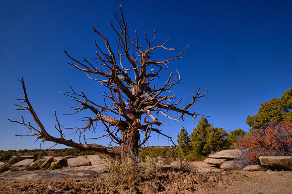 This is a hard dry land with an average of only 12 inches of annual precipitation.