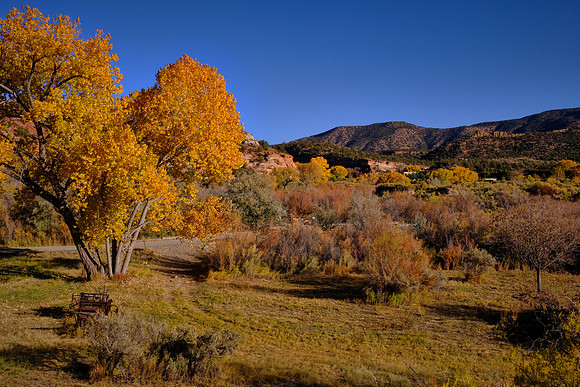 Cottonwood phreatophytes provide a colorful fall west of Cortez, Colorado.